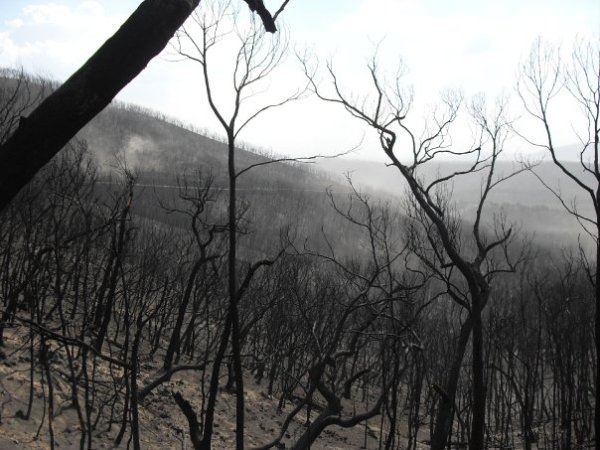 Recovering From a Bushfire: My&nbsp;Experience
